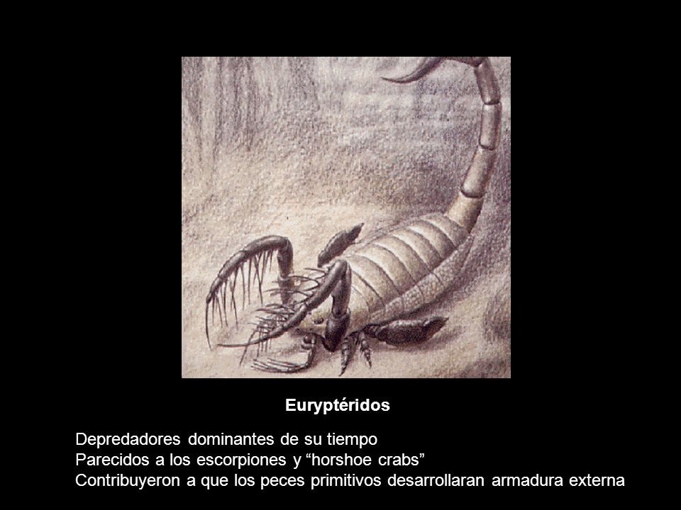 Euryptéridos Depredadores dominantes de su tiempo. Parecidos a los escorpiones y horshoe crabs