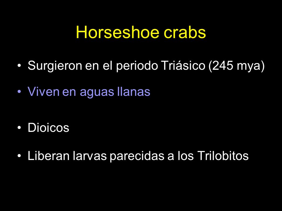 Horseshoe crabs Surgieron en el periodo Triásico (245 mya)