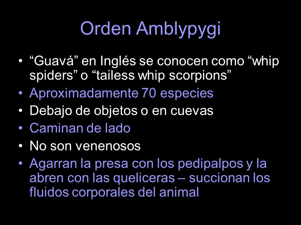 Orden Amblypygi Guavá en Inglés se conocen como whip spiders o tailess whip scorpions Aproximadamente 70 especies.