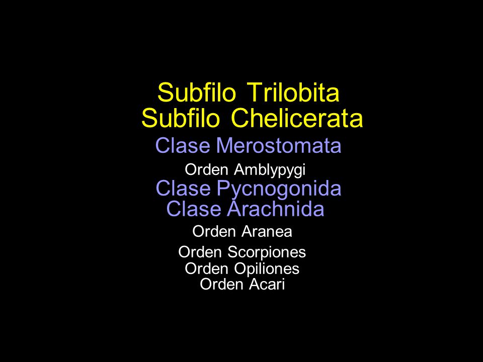 Subfilo Trilobita Subfilo Chelicerata Clase Merostomata Orden Amblypygi Clase Pycnogonida Clase Arachnida Orden Aranea Orden Scorpiones Orden Opiliones Orden Acari