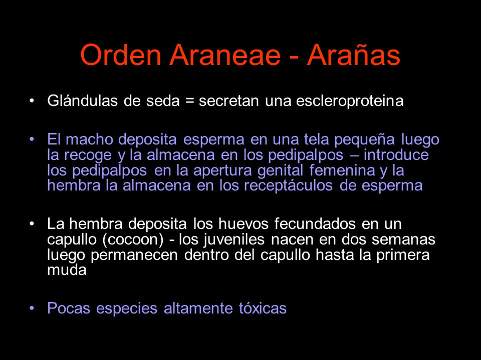 Orden Araneae - Arañas Glándulas de seda = secretan una escleroproteina.