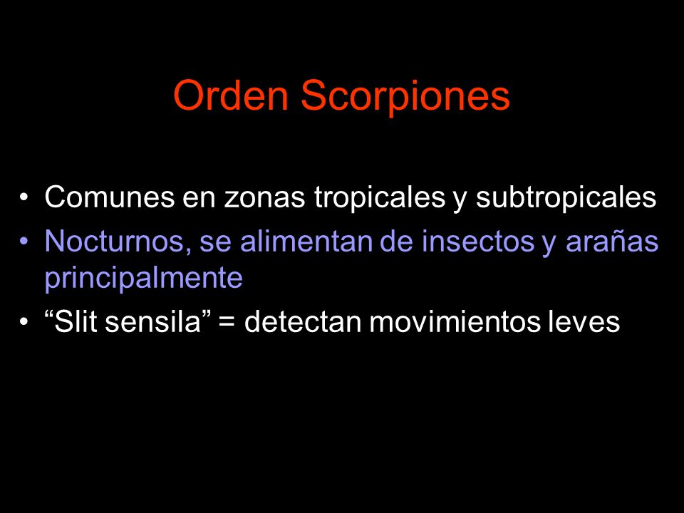 Orden Scorpiones Comunes en zonas tropicales y subtropicales