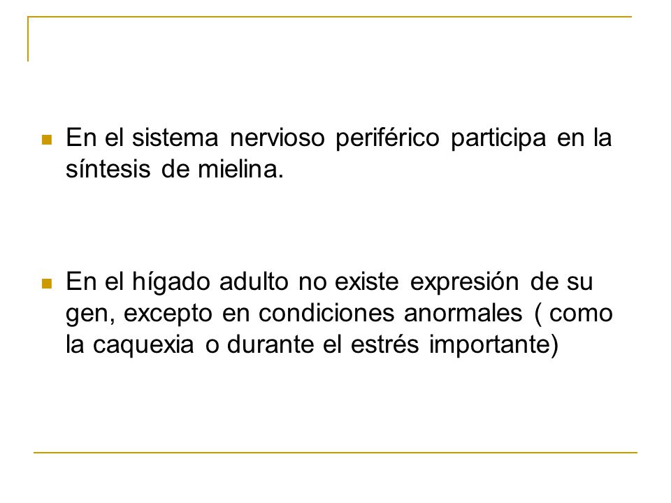 En el sistema nervioso periférico participa en la síntesis de mielina.