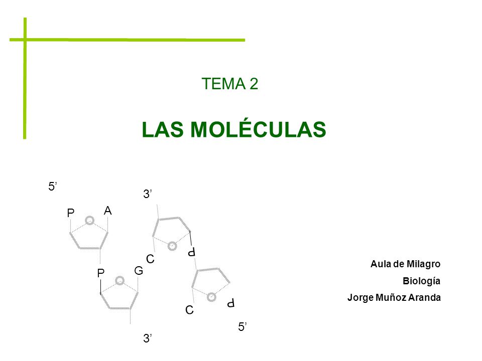 LAS MOLÉCULAS TEMA 2 5’ 3’ A P P C G P P C 5’ 3’ Aula de Milagro