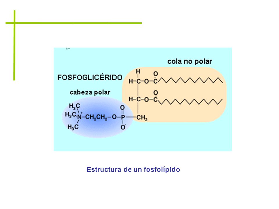 Estructura de un fosfolípido