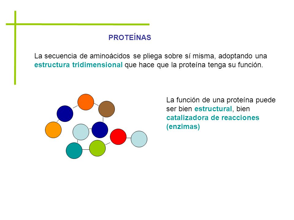 PROTEÍNAS La secuencia de aminoácidos se pliega sobre sí misma, adoptando una estructura tridimensional que hace que la proteína tenga su función.