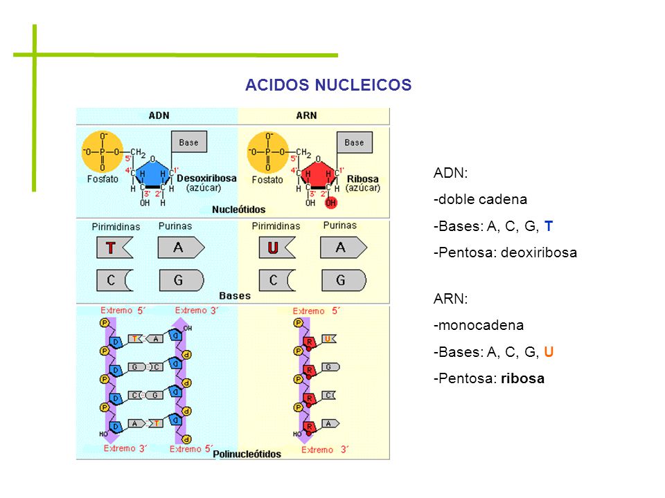 ACIDOS NUCLEICOS ADN: -doble cadena -Bases: A, C, G, T