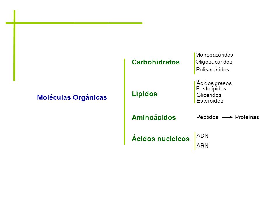 Carbohidratos Lípidos Moléculas Orgánicas Aminoácidos Ácidos nucleicos
