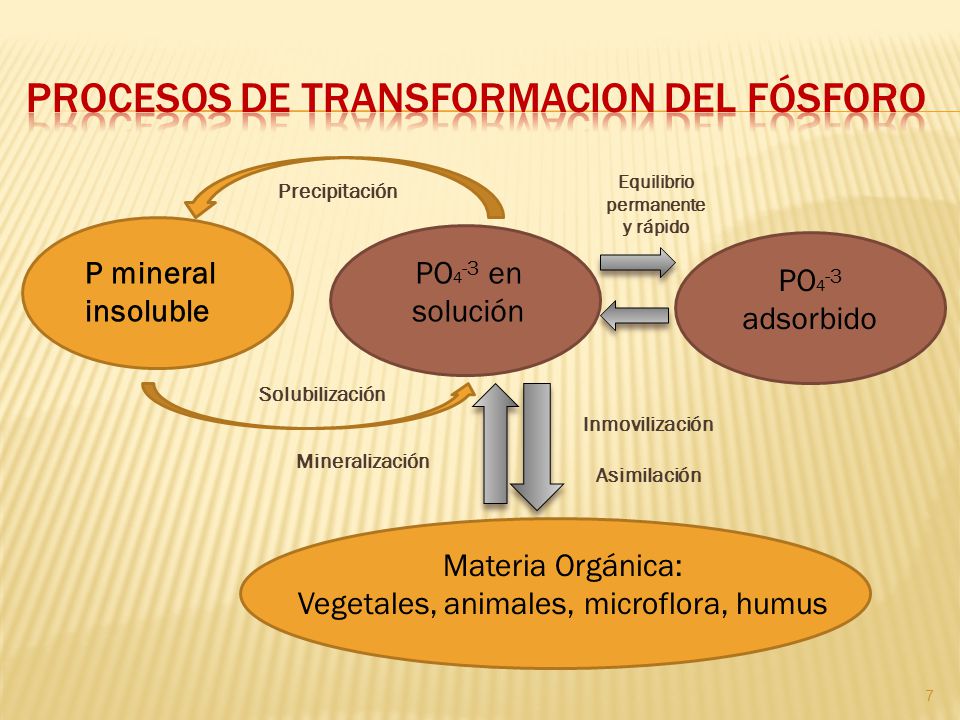 Procesos de TRANSFORMACION DEL FÓSFORO