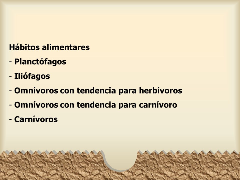 Hábitos alimentares Planctófagos. Iliófagos. Omnívoros con tendencia para herbívoros. Omnívoros con tendencia para carnívoro.