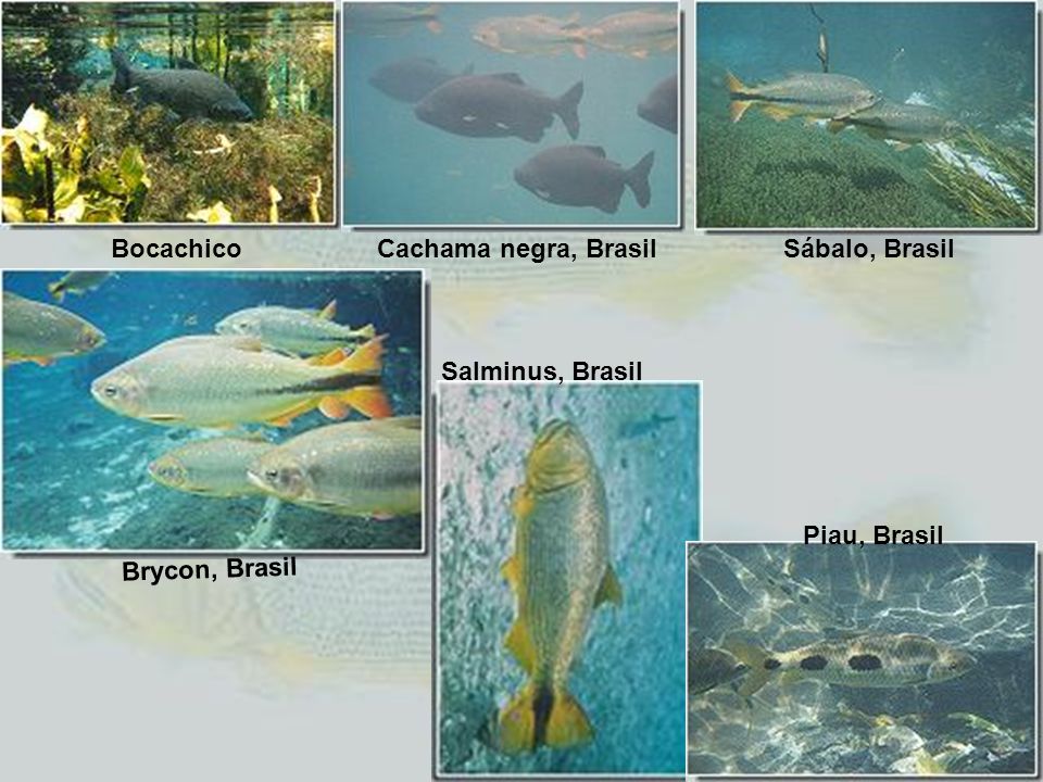Bocachico Cachama negra, Brasil Sábalo, Brasil Salminus, Brasil Piau, Brasil Brycon, Brasil