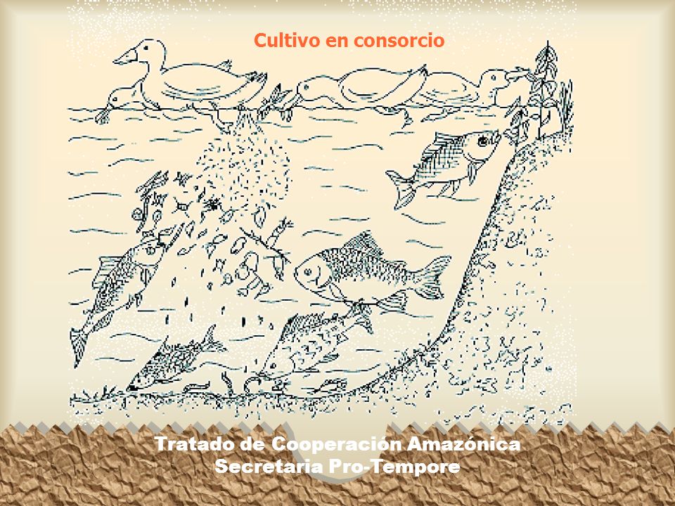 Tratado de Cooperación Amazónica Secretaria Pro-Tempore