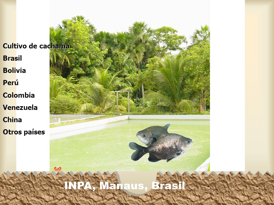 INPA, Manaus, Brasil Cultivo de cachama Brasil Bolivia Perú Colombia