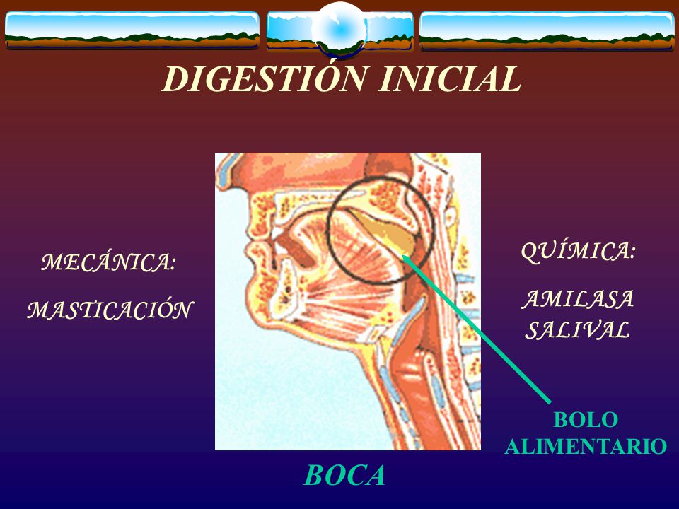 DIGESTIÓN INICIAL BOCA QUÍMICA: MECÁNICA: AMILASA SALIVAL MASTICACIÓN