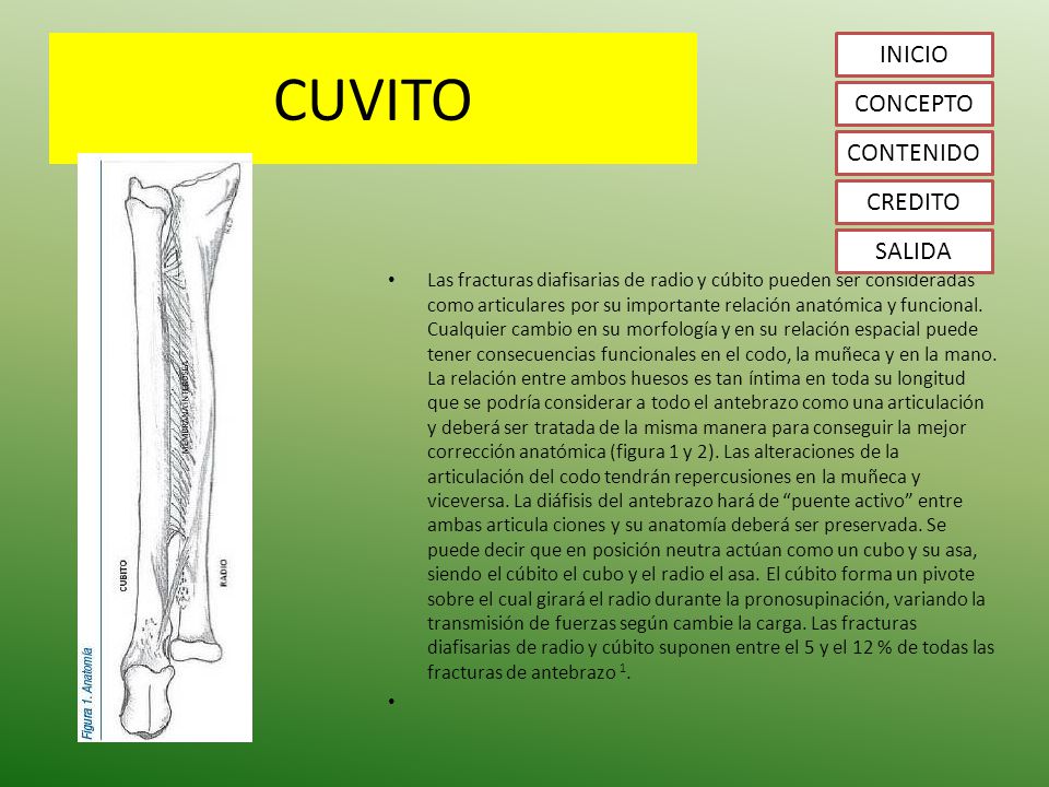 CUVITO INICIO CONCEPTO CONTENIDO CREDITO SALIDA