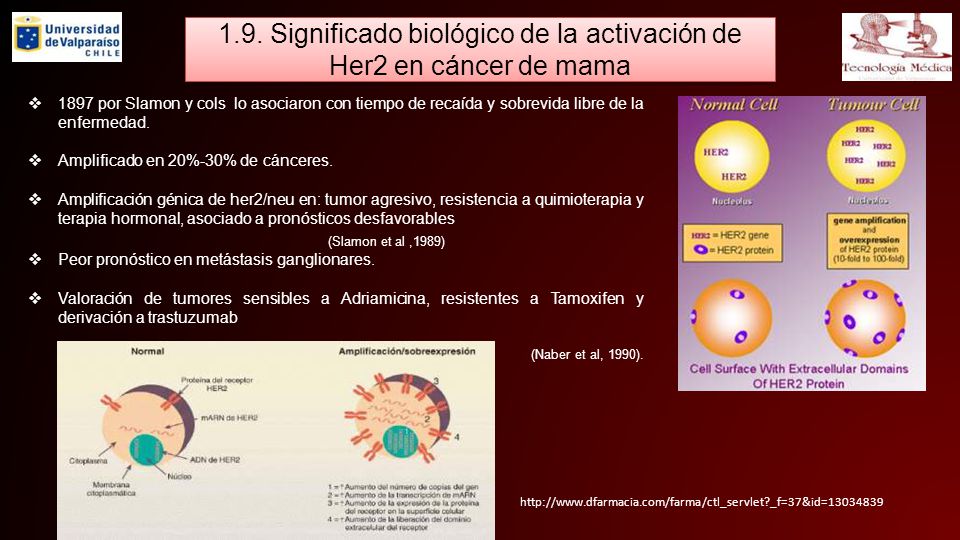 1.9. Significado biológico de la activación de Her2 en cáncer de mama