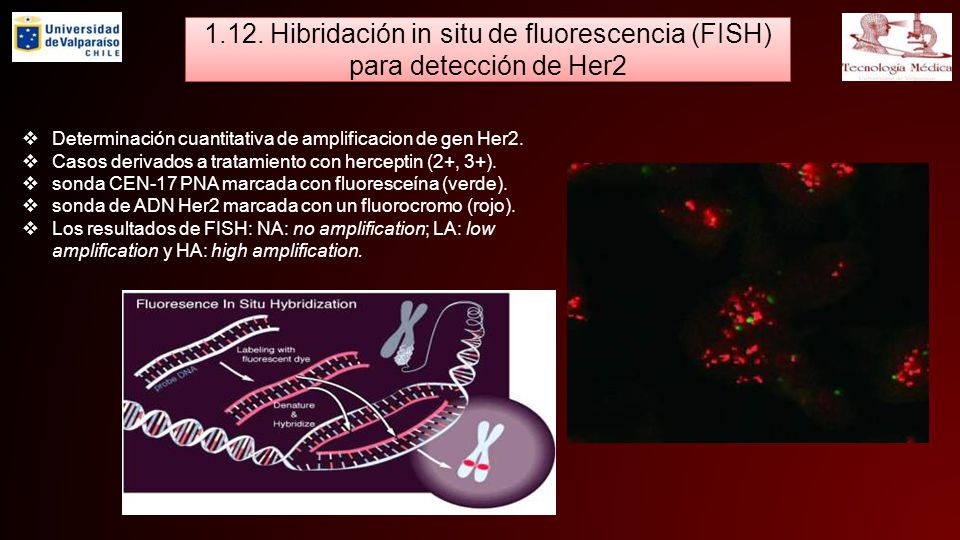 1.12. Hibridación in situ de fluorescencia (FISH) para detección de Her2