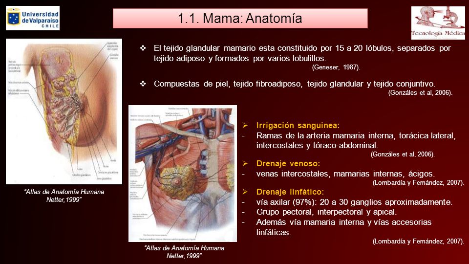 1.1. Mama: Anatomía El tejido glandular mamario esta constituido por 15 a 20 lóbulos, separados por tejido adiposo y formados por varios lobulillos.