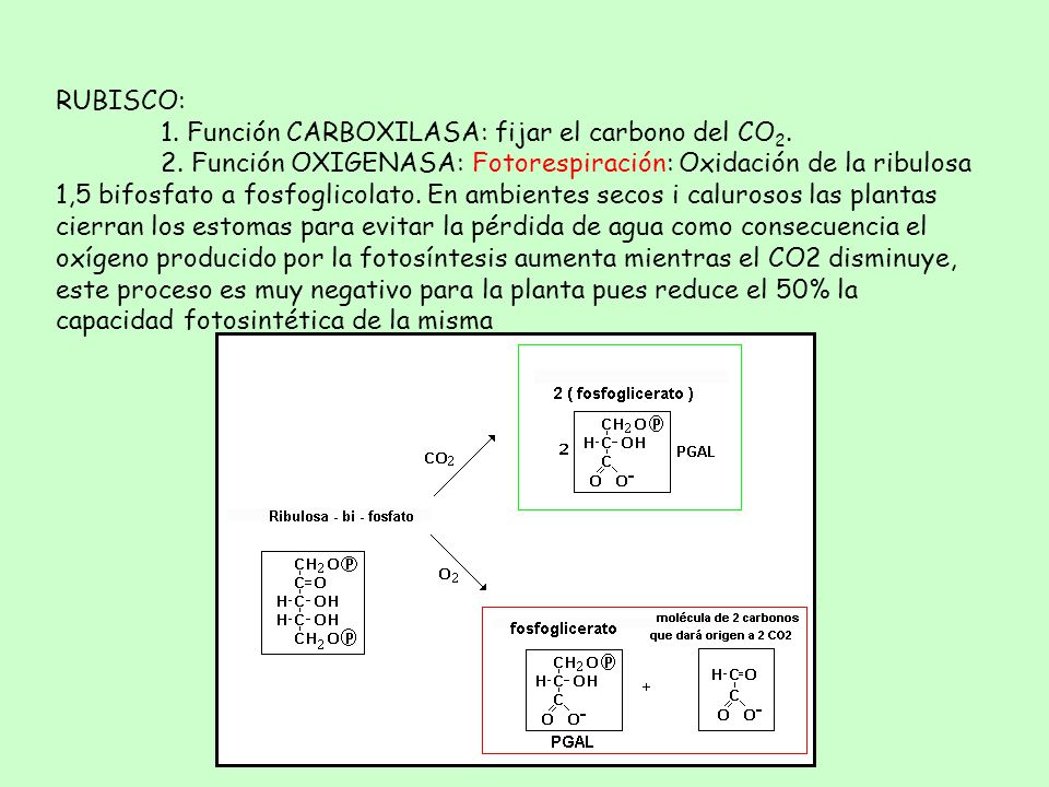 RUBISCO: 1. Función CARBOXILASA: fijar el carbono del CO2.