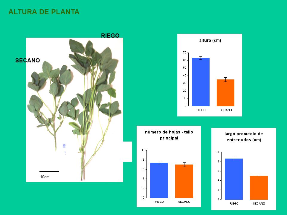 ALTURA DE PLANTA RIEGO SECANO 10cm