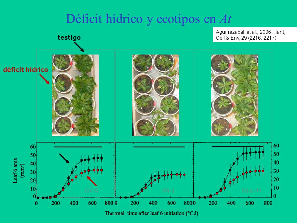 Déficit hídrico y ecotipos en At