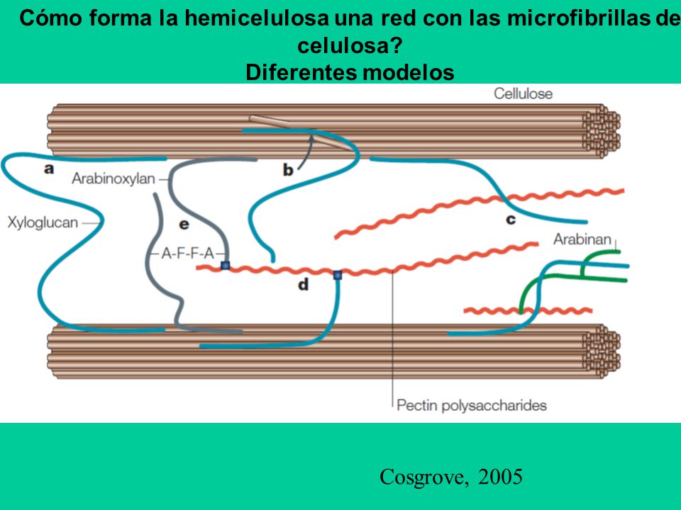 Cómo forma la hemicelulosa una red con las microfibrillas de celulosa