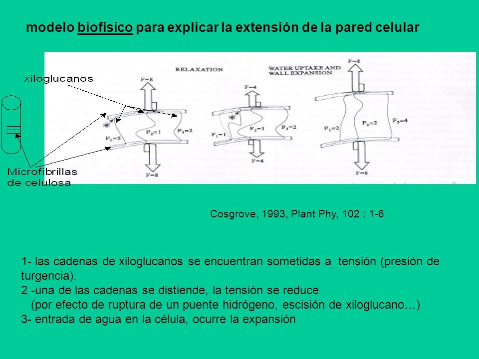 modelo biofísico para explicar la extensión de la pared celular