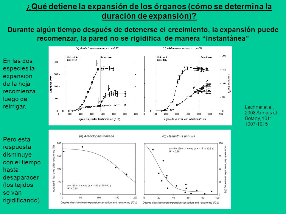 ¿Qué detiene la expansión de los órganos (cómo se determina la duración de expansión)