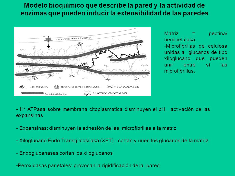 Modelo bioquímico que describe la pared y la actividad de enzimas que pueden inducir la extensibilidad de las paredes