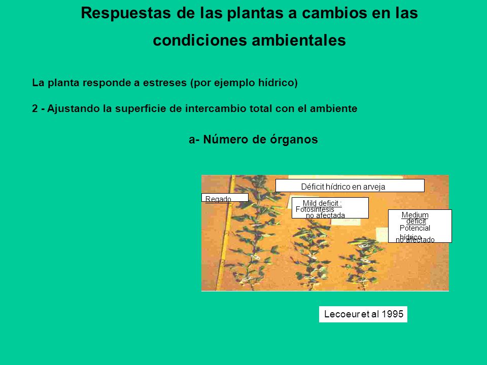 Respuestas de las plantas a cambios en las condiciones ambientales