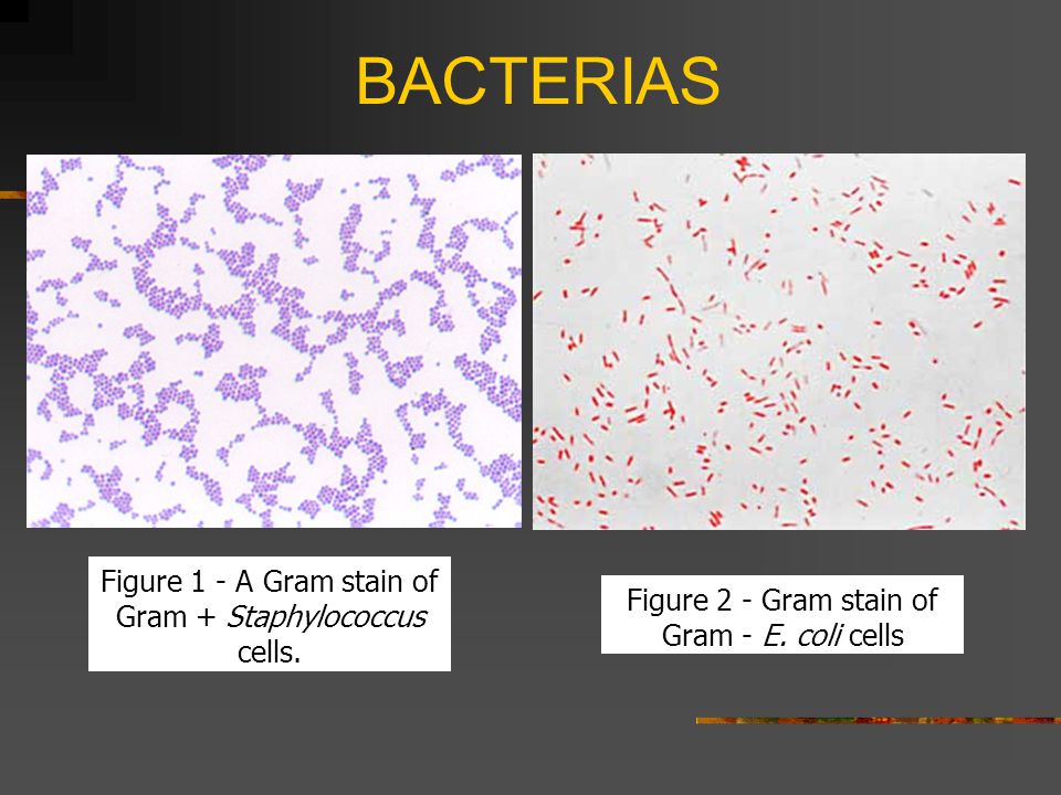BACTERIAS Figure 1 - A Gram stain of Gram + Staphylococcus cells.