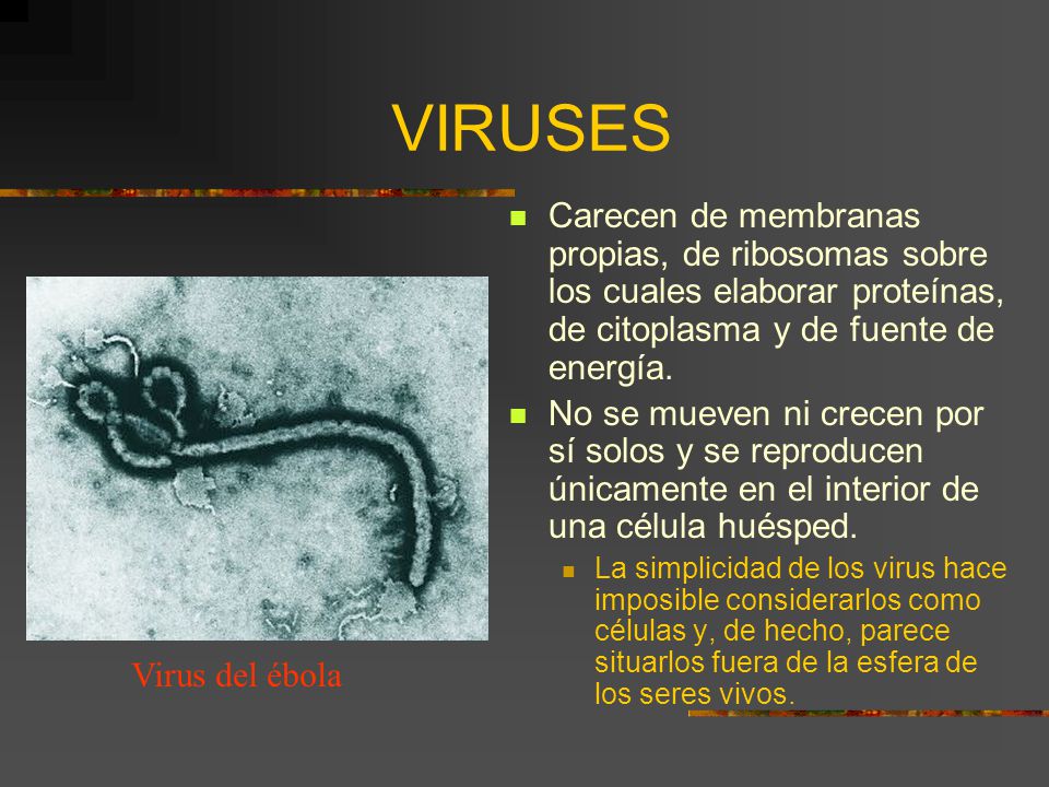 VIRUSES Carecen de membranas propias, de ribosomas sobre los cuales elaborar proteínas, de citoplasma y de fuente de energía.