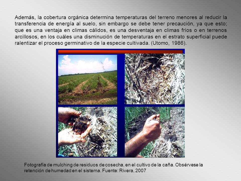 Además, la cobertura orgánica determina temperaturas del terreno menores al reducir la transferencia de energía al suelo, sin embargo se debe tener precaución, ya que esto; que es una ventaja en climas cálidos, es una desventaja en climas fríos o en terrenos arcillosos, en los cuáles una disminución de temperaturas en el estrato superficial puede ralentizar el proceso germinativo de la especie cultivada. (Utomo, 1986).