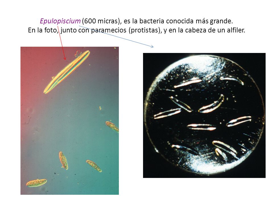 Epulopiscium (600 micras), es la bacteria conocida más grande