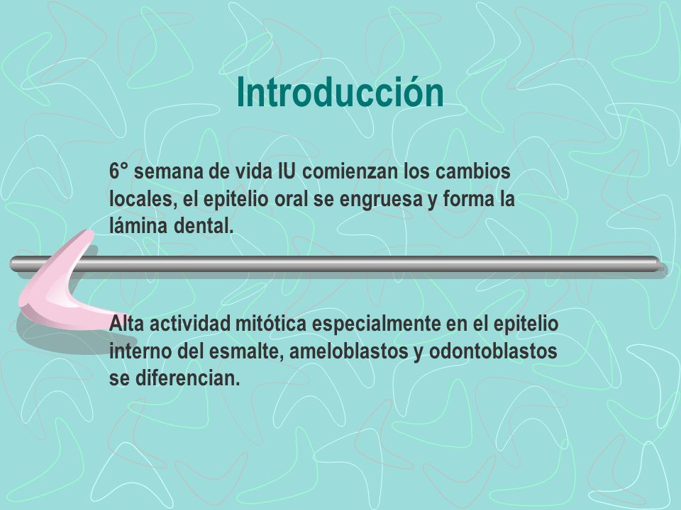 Introducción 6° semana de vida IU comienzan los cambios locales, el epitelio oral se engruesa y forma la lámina dental.