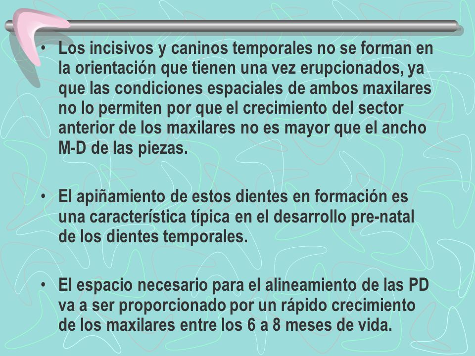 Los incisivos y caninos temporales no se forman en la orientación que tienen una vez erupcionados, ya que las condiciones espaciales de ambos maxilares no lo permiten por que el crecimiento del sector anterior de los maxilares no es mayor que el ancho M-D de las piezas.