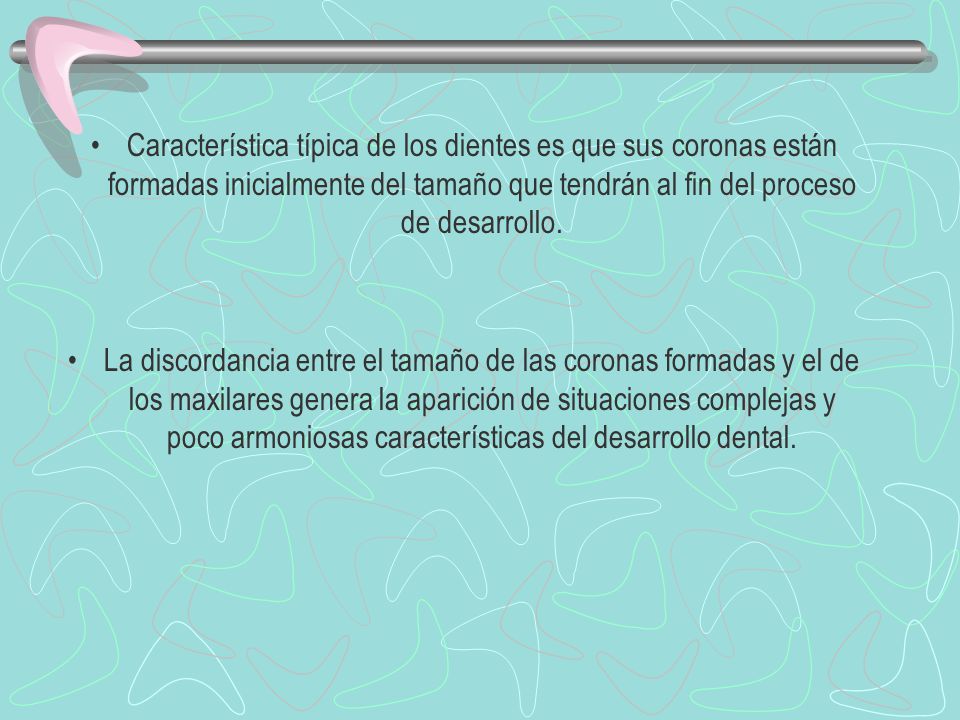 Característica típica de los dientes es que sus coronas están formadas inicialmente del tamaño que tendrán al fin del proceso de desarrollo.