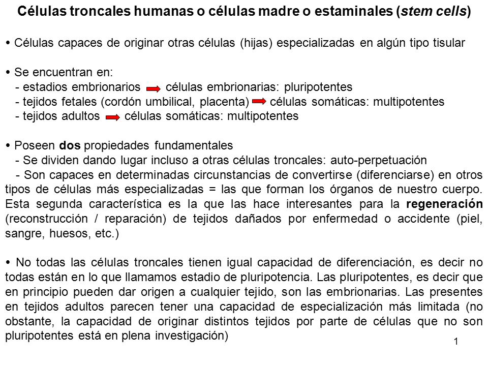 Células troncales humanas o células madre o estaminales (stem cells)