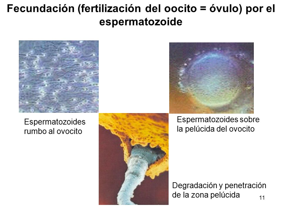 Fecundación (fertilización del oocito = óvulo) por el espermatozoide