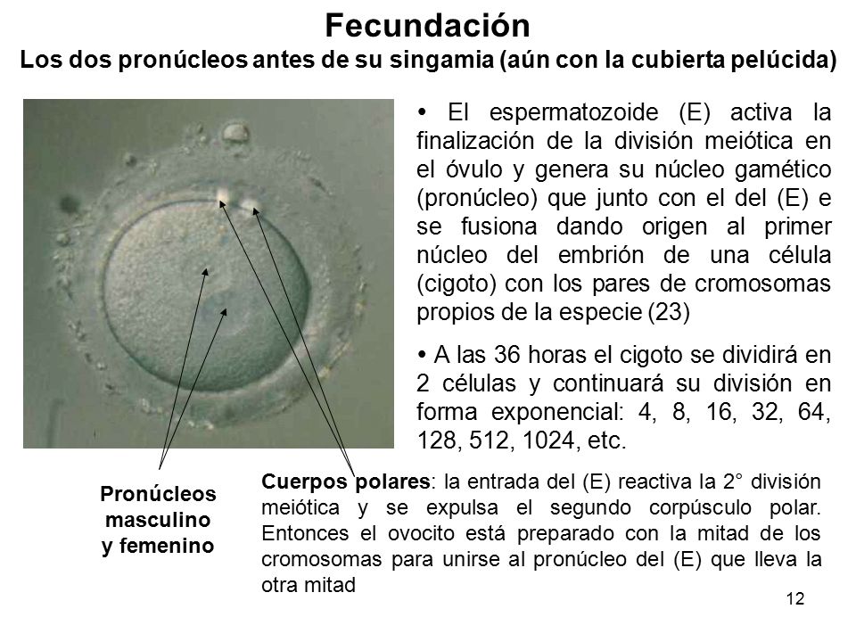 Fecundación Los dos pronúcleos antes de su singamia (aún con la cubierta pelúcida)