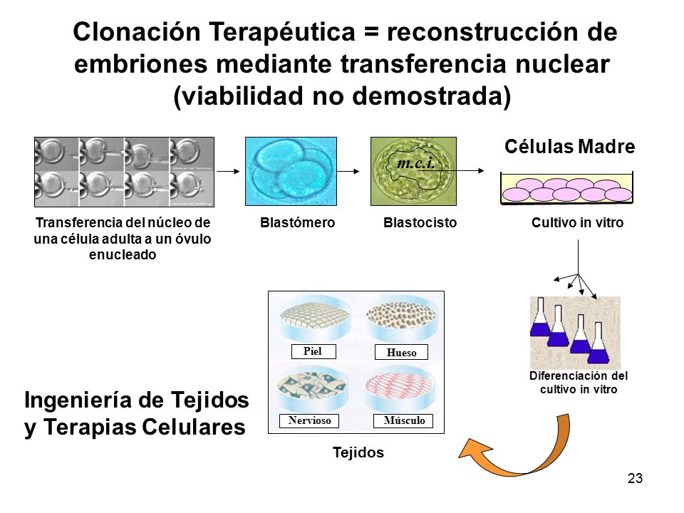 Clonación Terapéutica = reconstrucción de embriones mediante transferencia nuclear (viabilidad no demostrada)