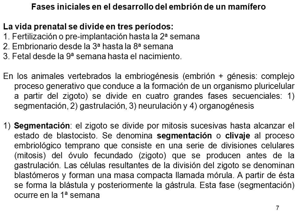 Fases iniciales en el desarrollo del embrión de un mamífero