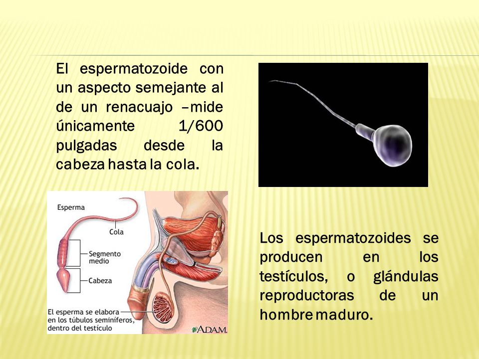 El espermatozoide con un aspecto semejante al de un renacuajo –mide únicamente 1/600 pulgadas desde la cabeza hasta la cola.