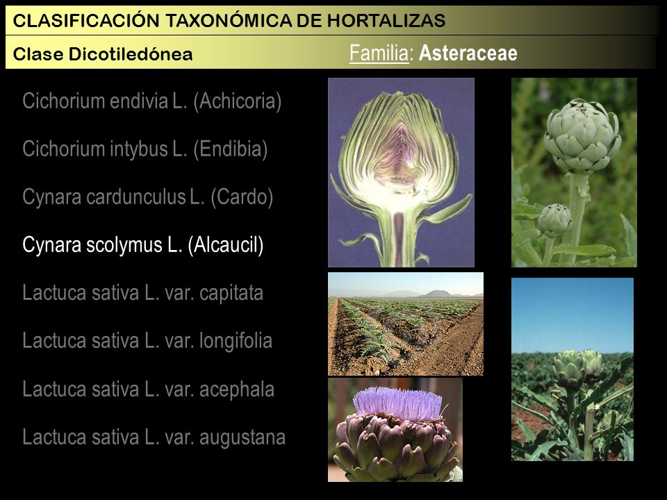 Cichorium endivia L. (Achicoria) Cichorium intybus L. (Endibia)