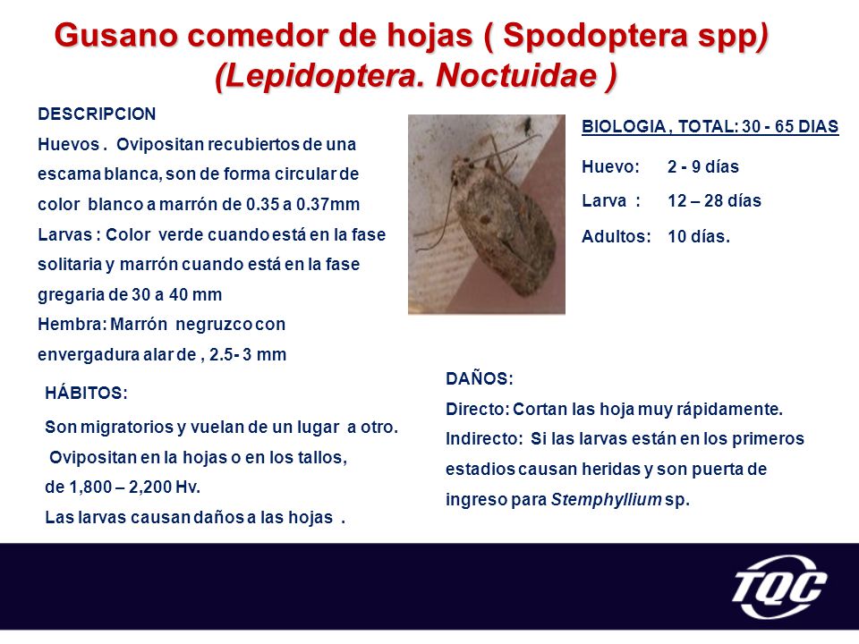 Gusano comedor de hojas ( Spodoptera spp) (Lepidoptera. Noctuidae )