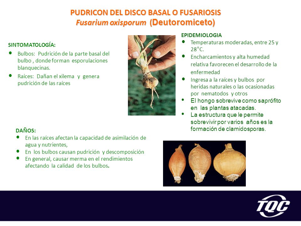 PUDRICON DEL DISCO BASAL O FUSARIOSIS Fusarium oxisporum (Deutoromiceto)