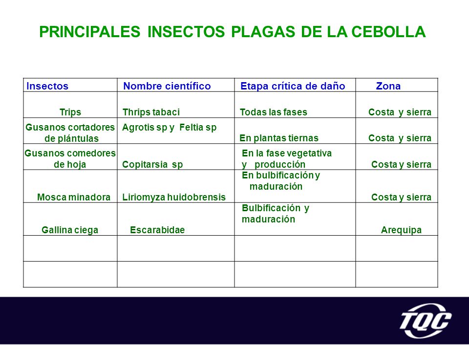PRINCIPALES INSECTOS PLAGAS DE LA CEBOLLA Gusanos comedores de hoja