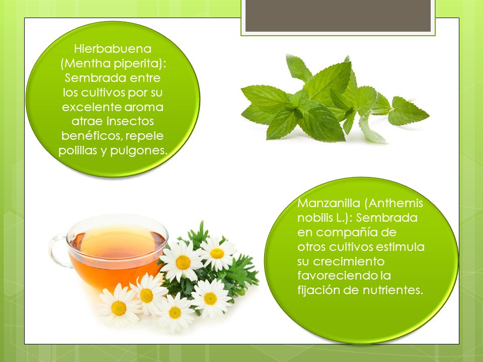 Hierbabuena (Mentha piperita): Sembrada entre los cultivos por su excelente aroma atrae insectos benéficos, repele polillas y pulgones.