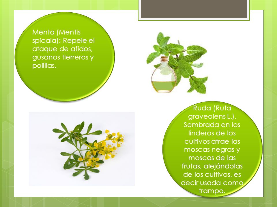 Menta (Mentis spicala): Repele el ataque de afidos, gusanos tierreros y polillas.