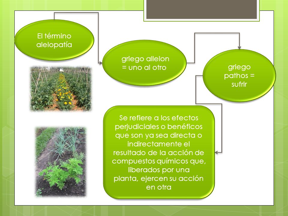 griego allelon = uno al otro griego pathos = sufrir